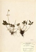 藏品(五葉黃連(臺灣黃連))的圖片